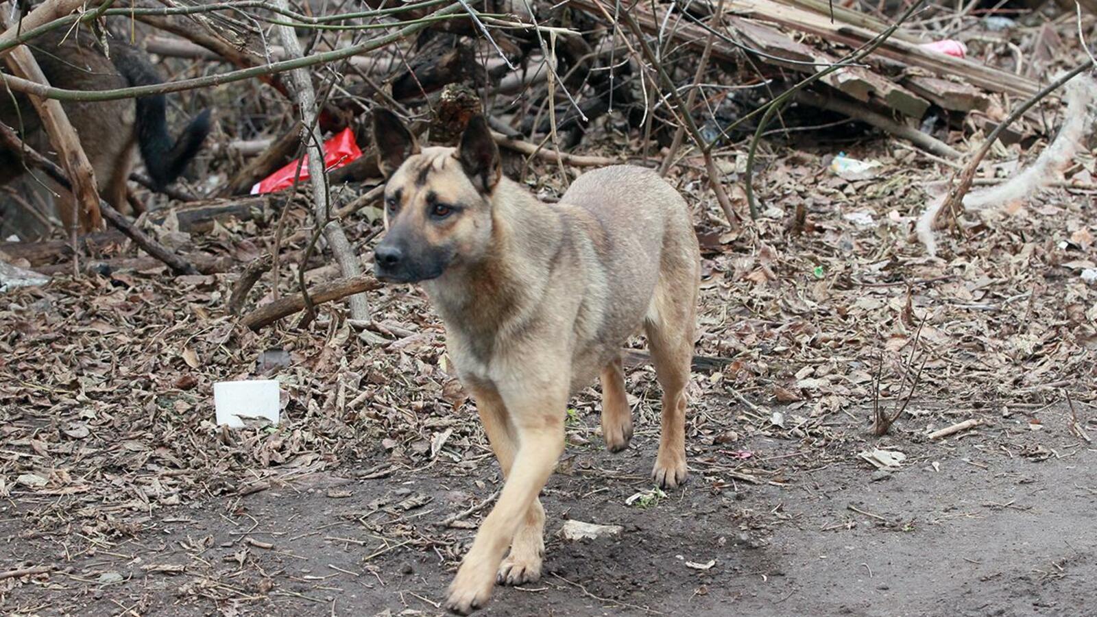 Олег Яровиков