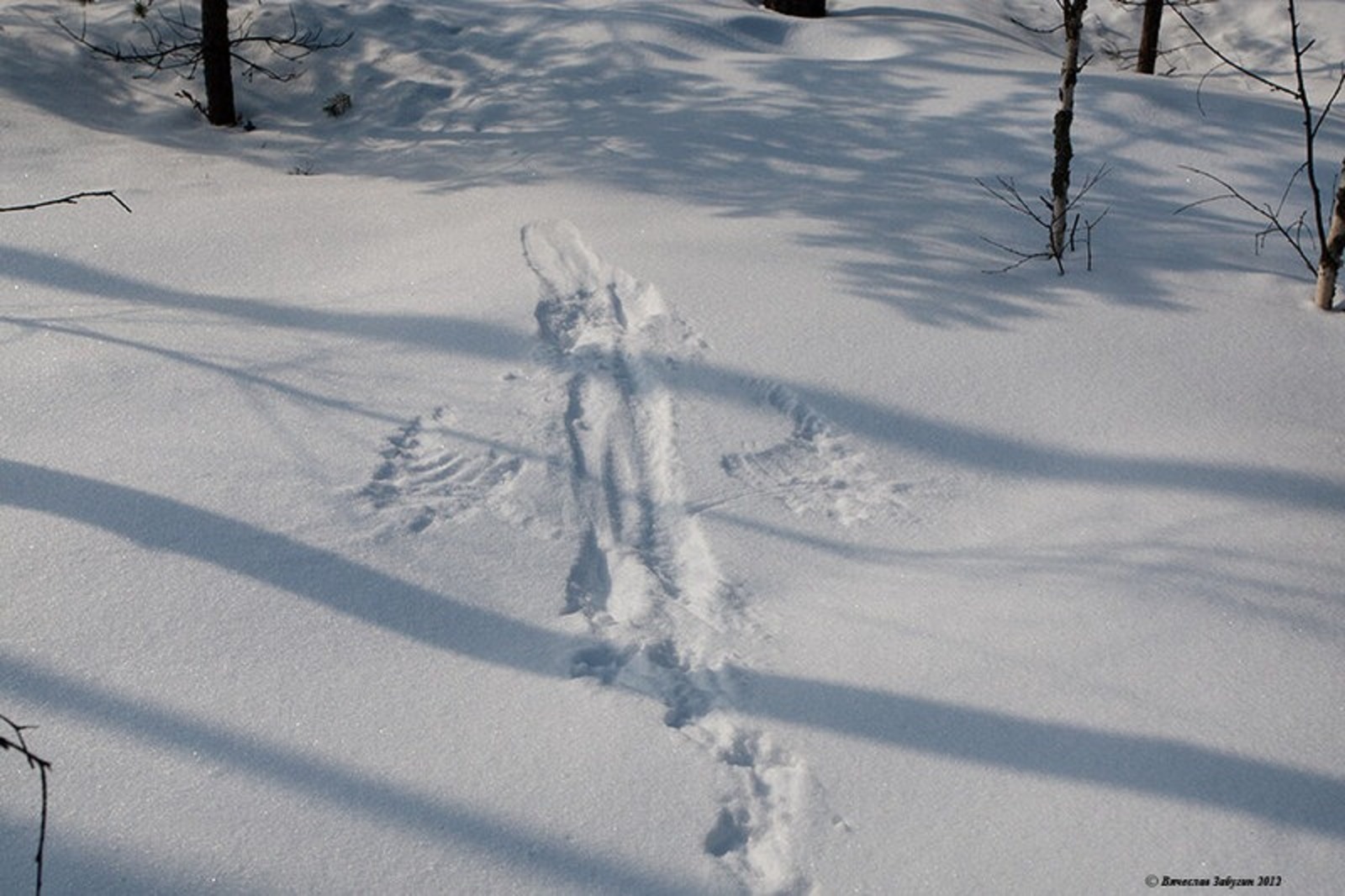 Марина Чепикова