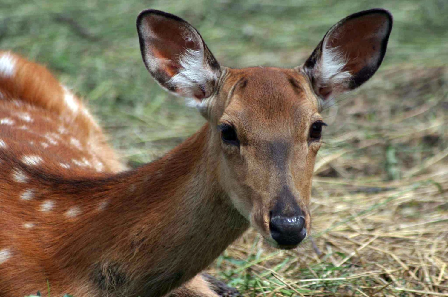 Андрей Старостин ИА «Башинформ»