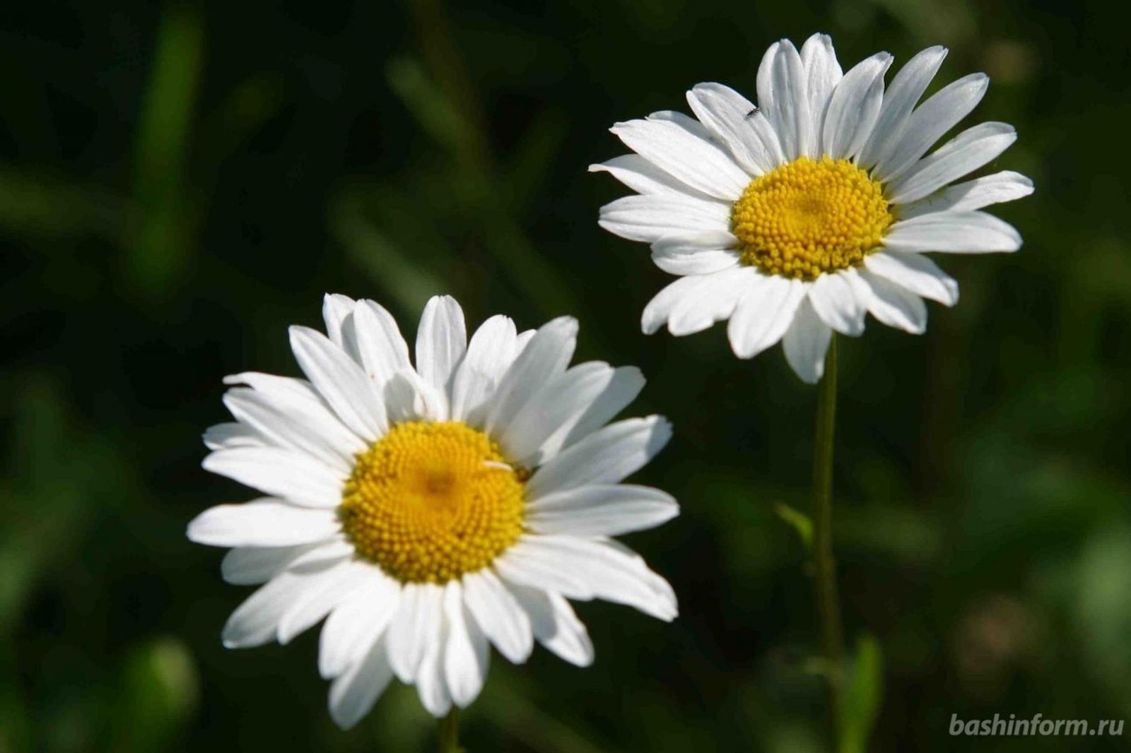 Андрей Старостин