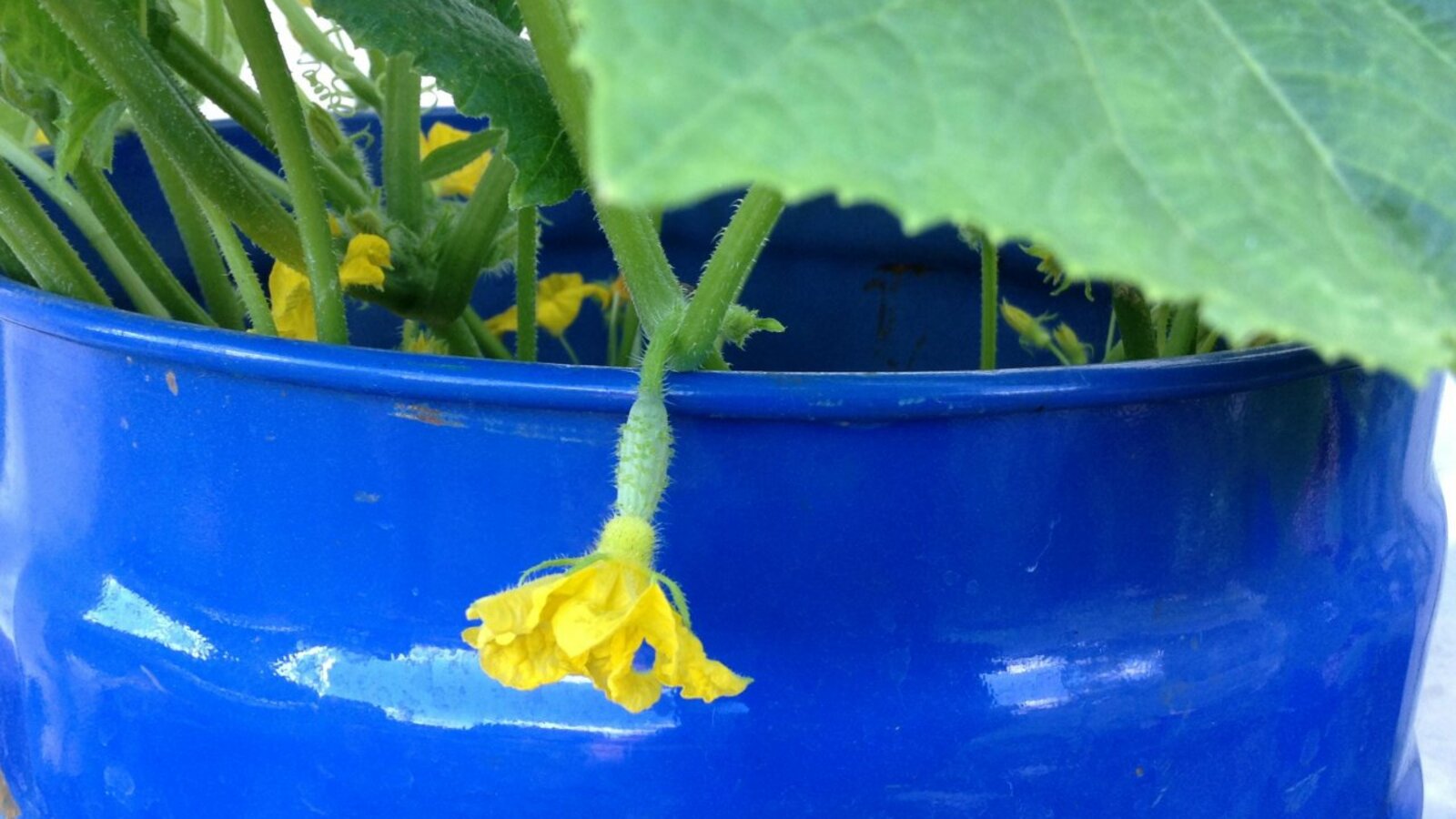 ИА «Башинформ»