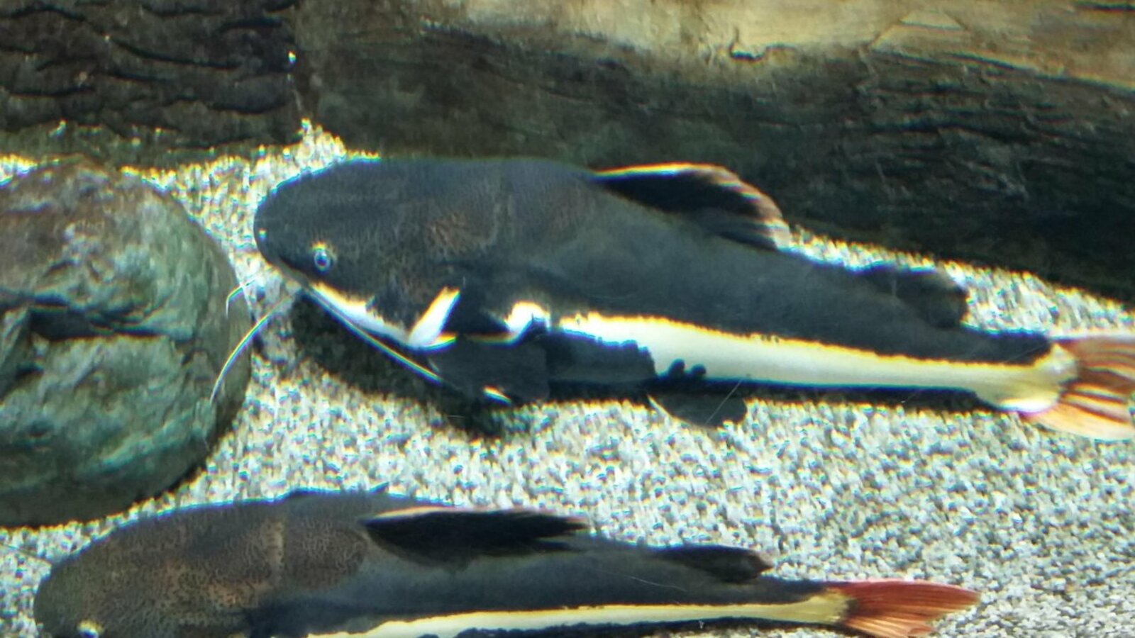 Ксения Калинина