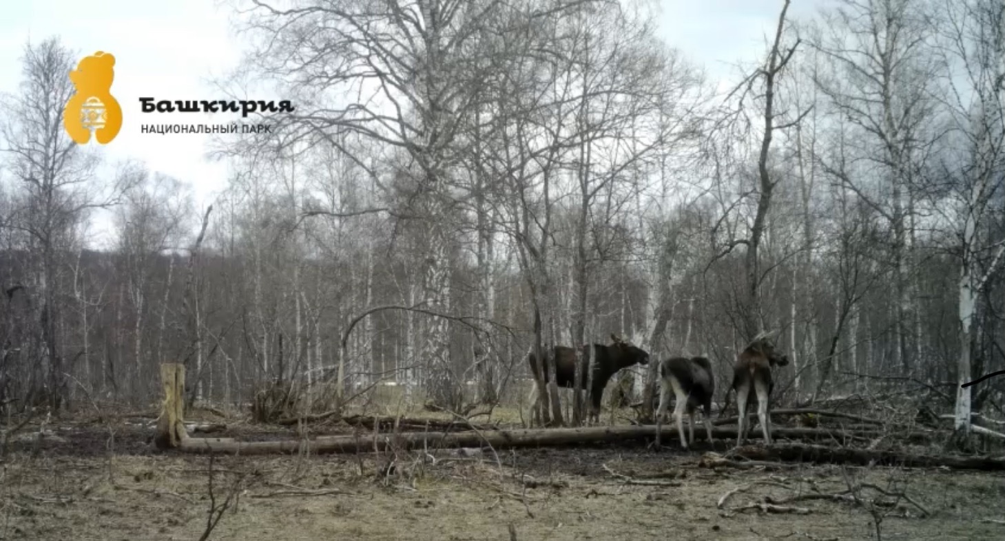 В Башкирии фотоловушка засняла обеденные «разговоры» лосей