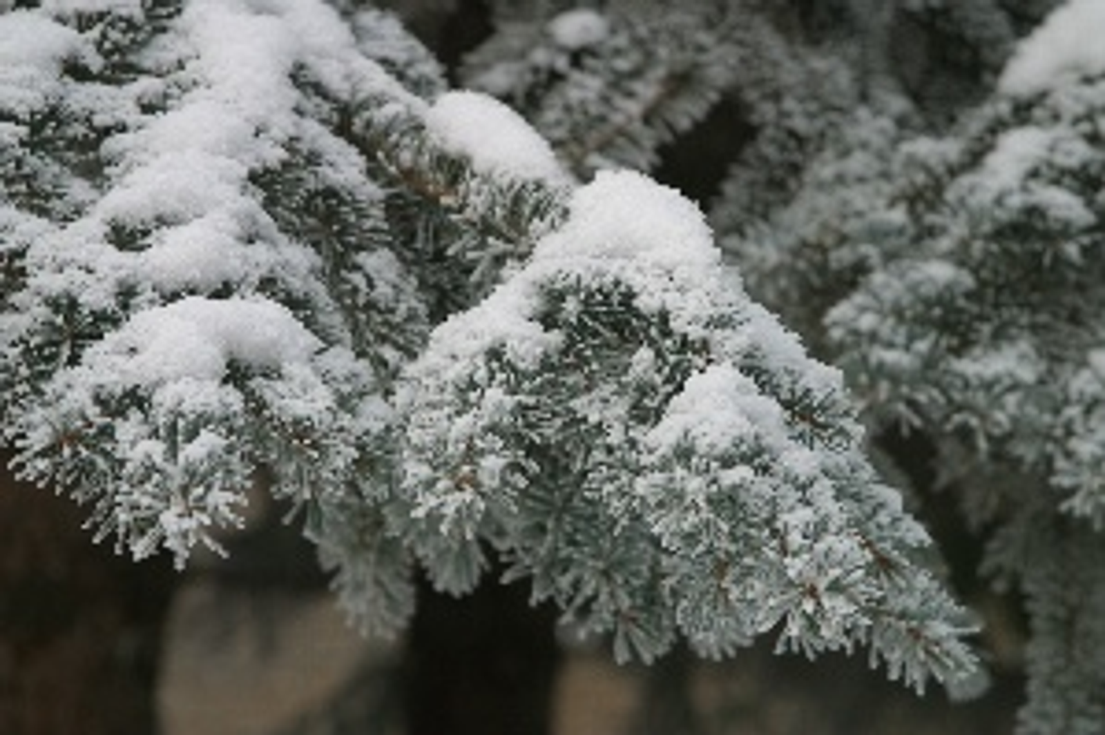 Андрей Старостин