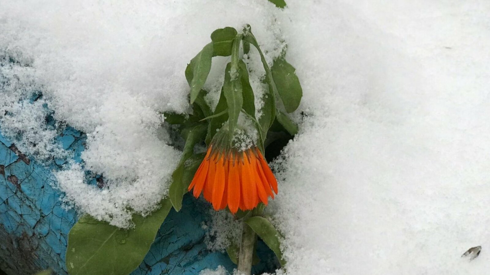 Ксения Калинина