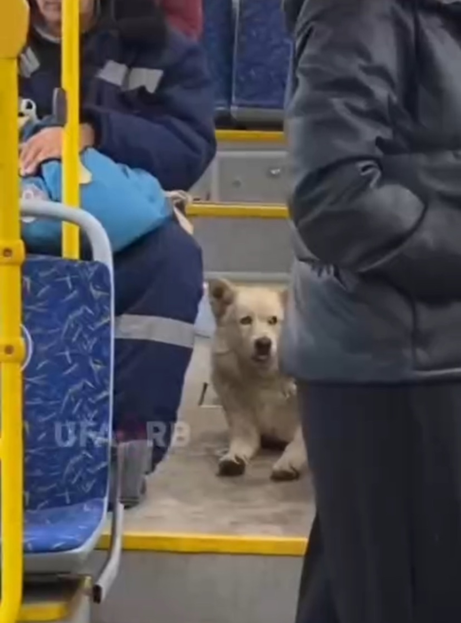 скриншот видео
