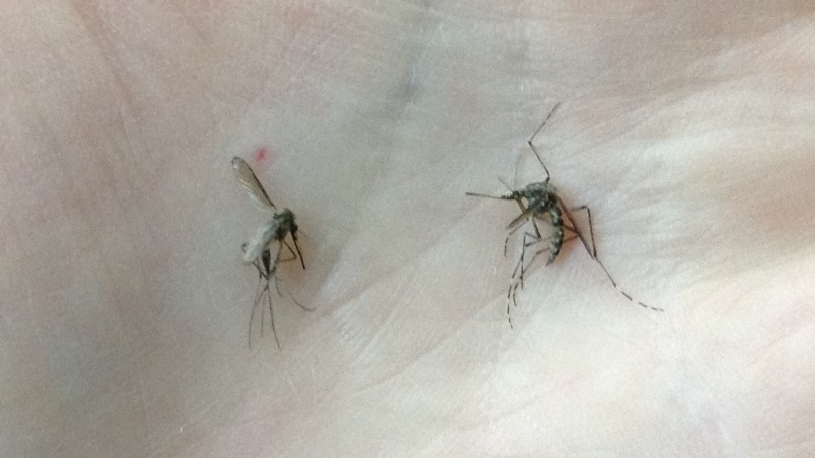 Арина Рахимкулова