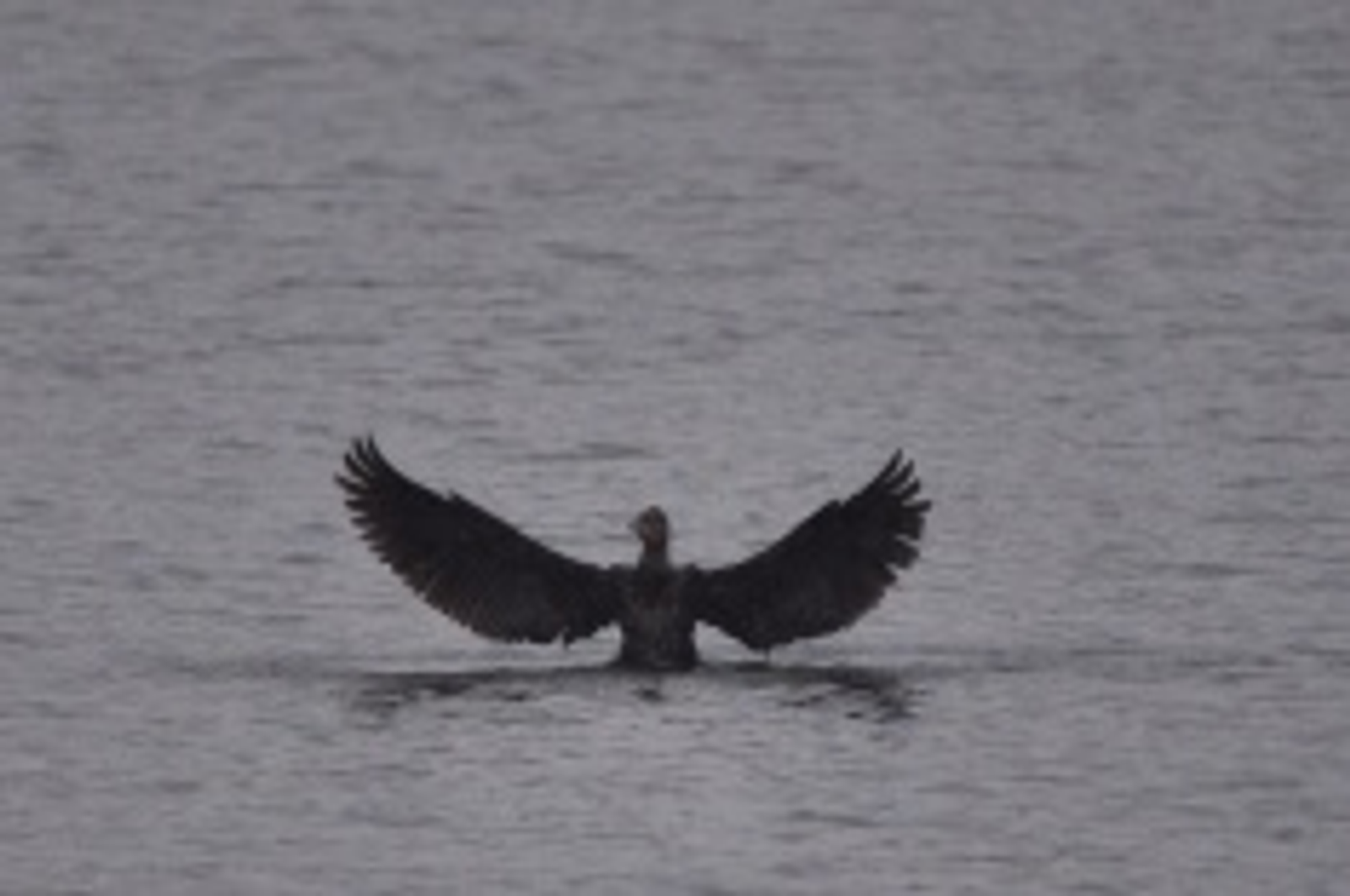 Анатолий Григорьев, Илья Фролов