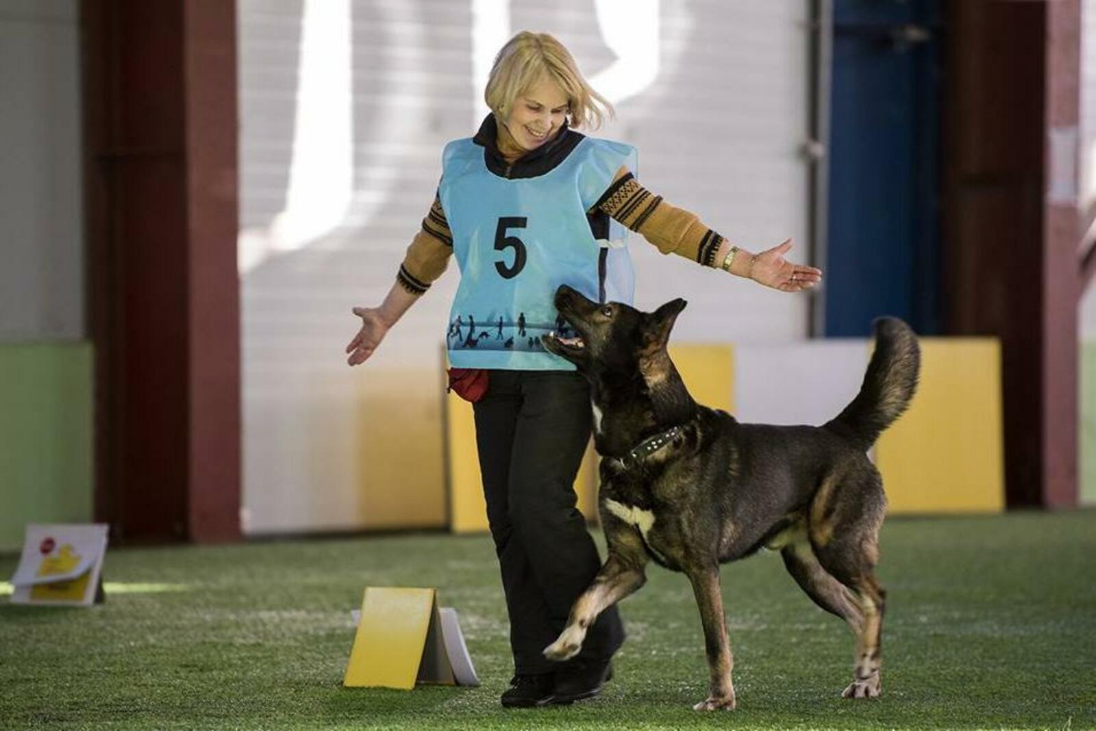 dogs-hall.ru