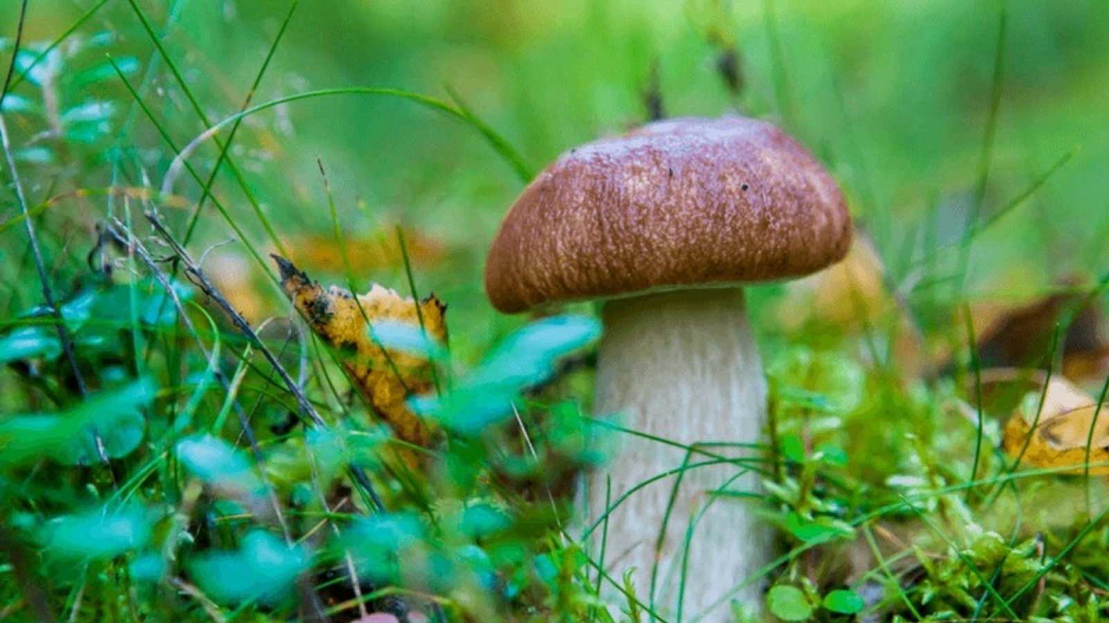 госкомитет РБ по ЧС