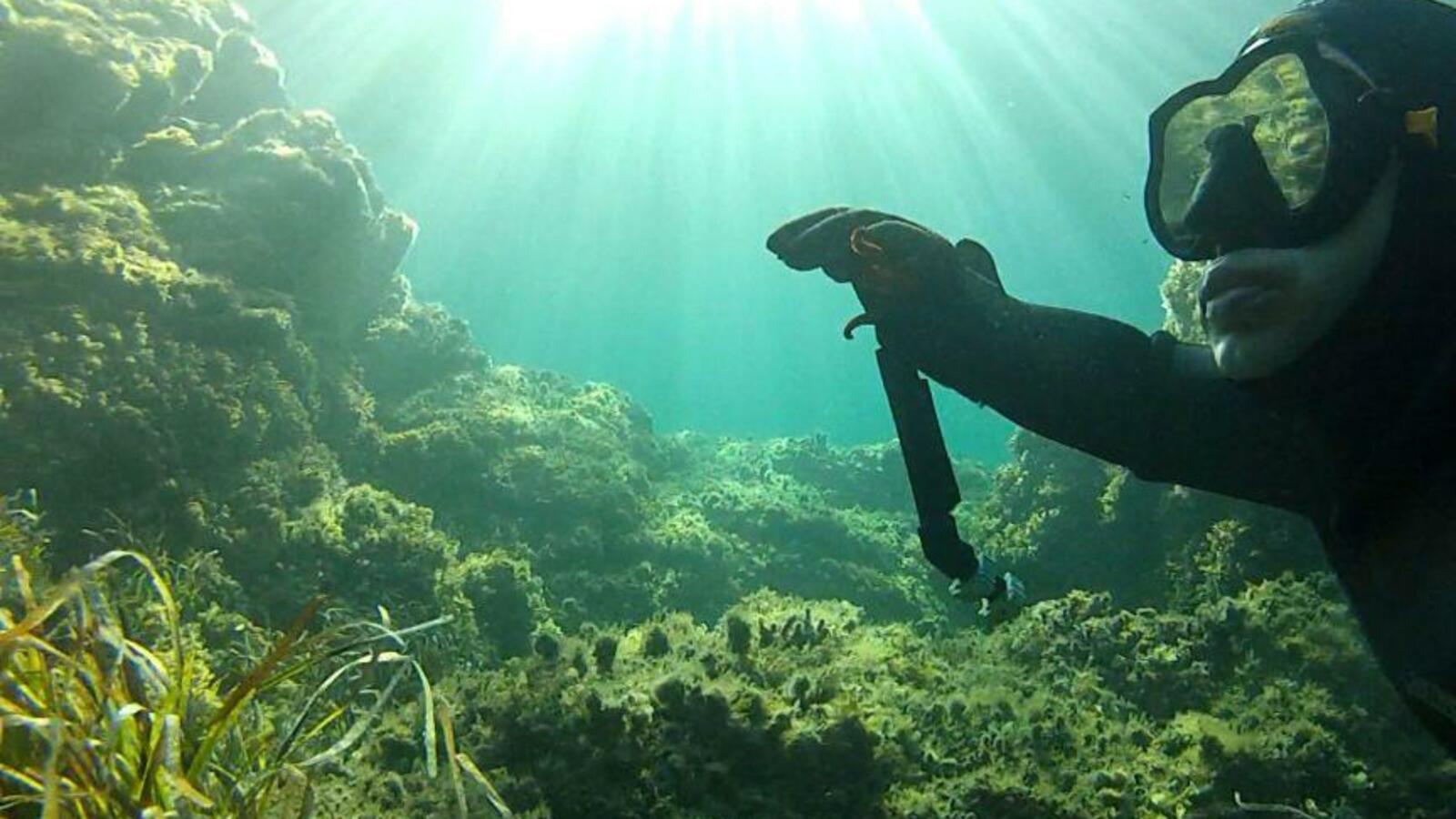 из свободных источников