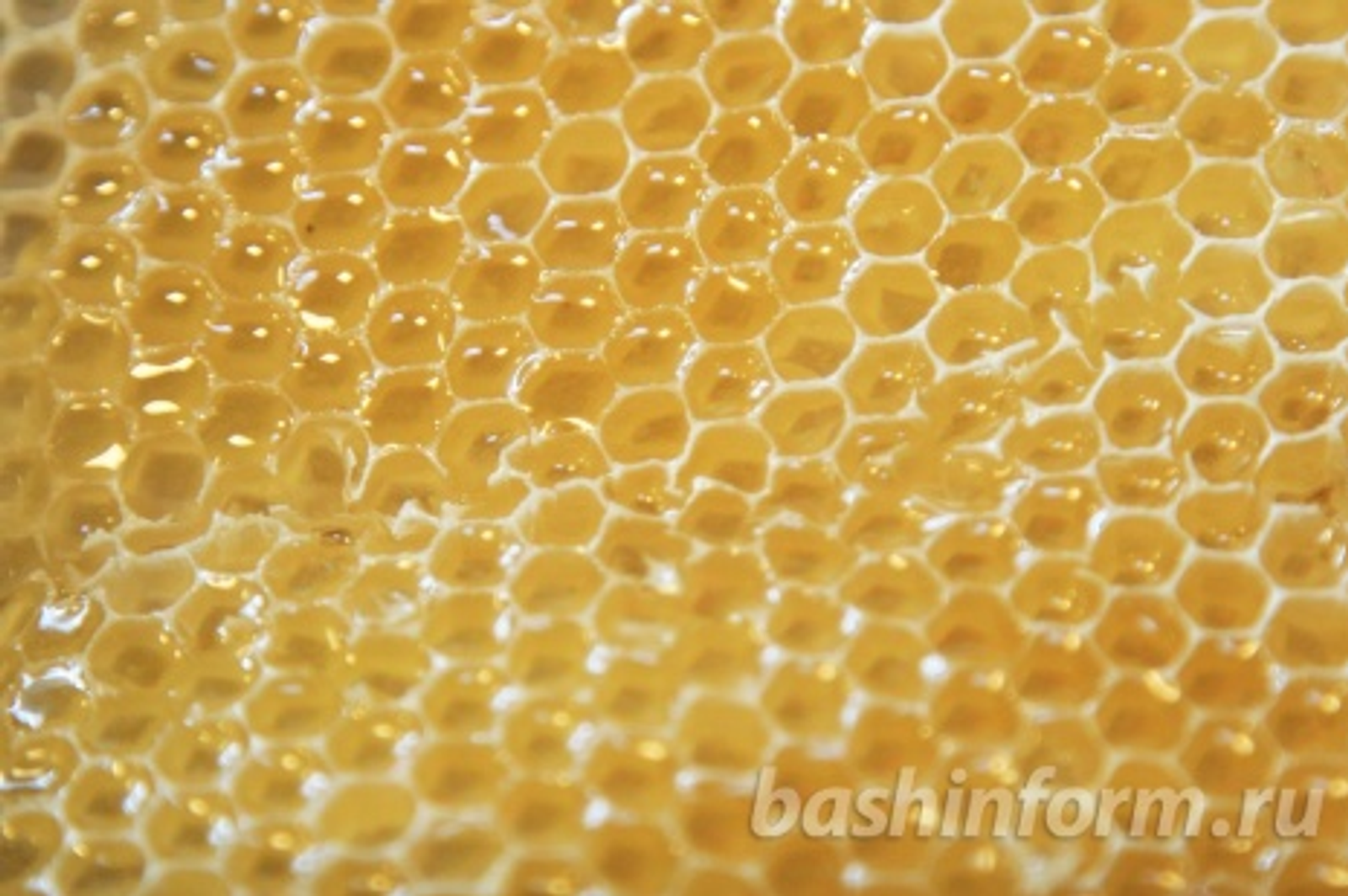 Андрей Старостин