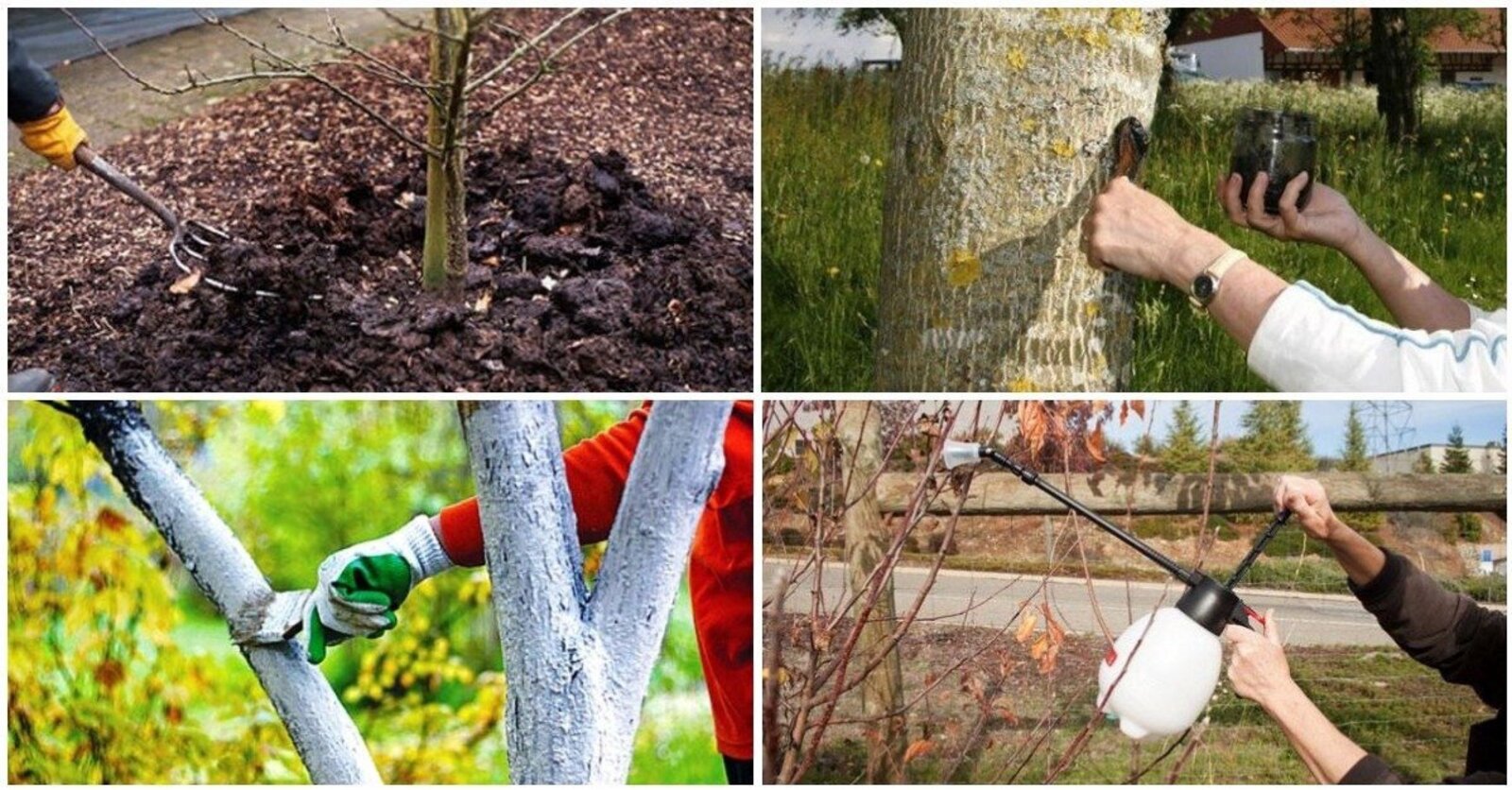 Нужно ли поливать деревья весной. Опрыскивание деревьев. Обработка плодовых деревьев. Осенняя обработка плодовых деревьев. Весенняя обработка плодовых деревьев.