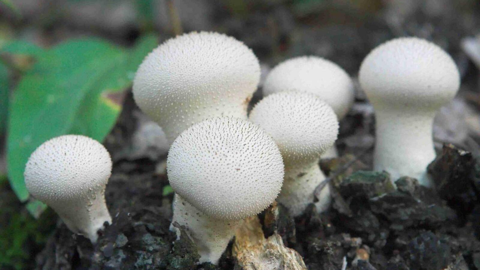 ИА «Башинформ»