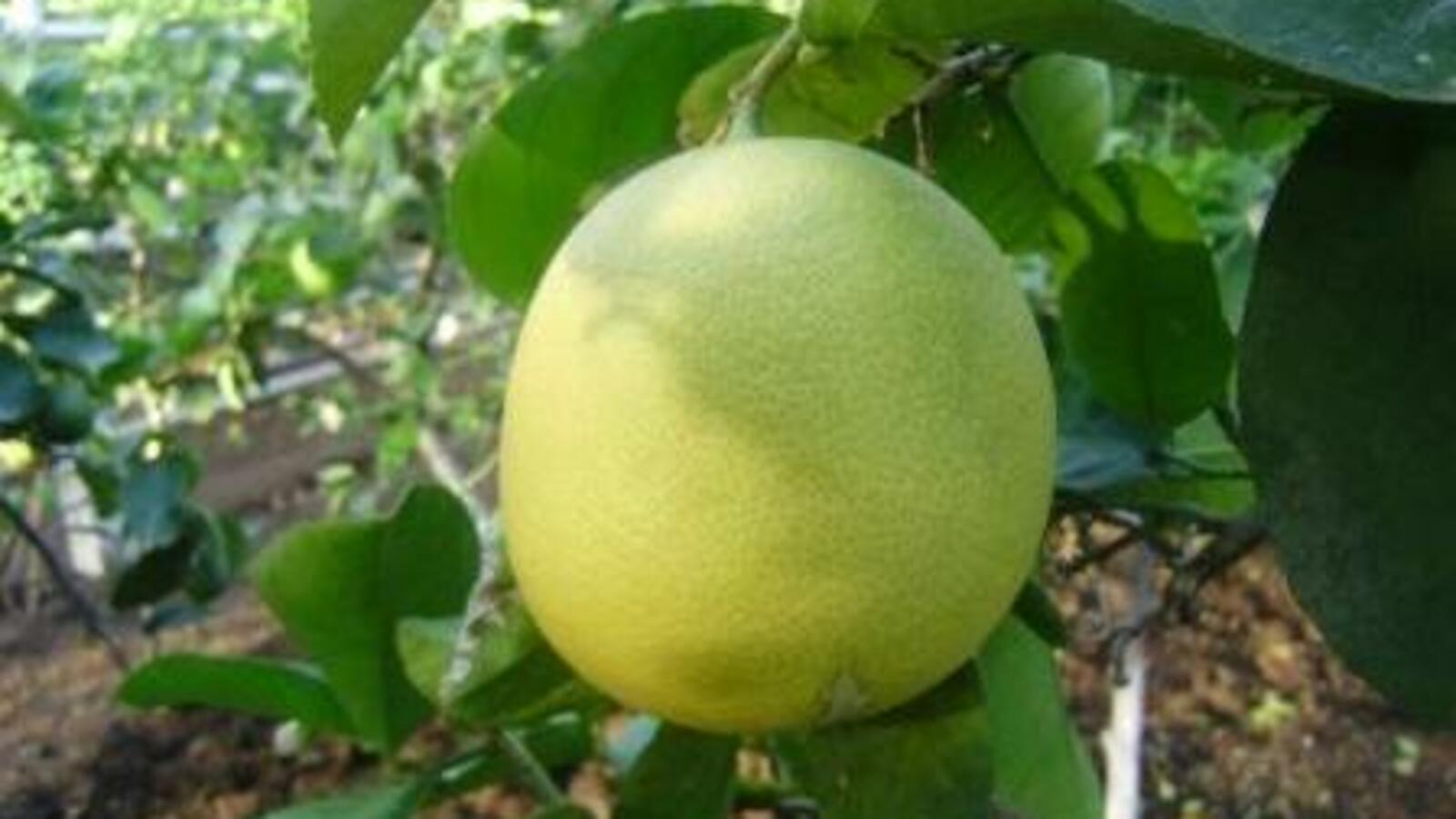 Уфимский лимонарий