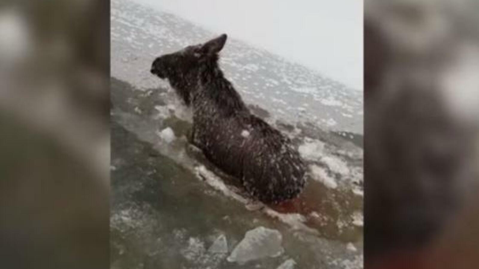 скриншот видео ГТРК Башкортостан