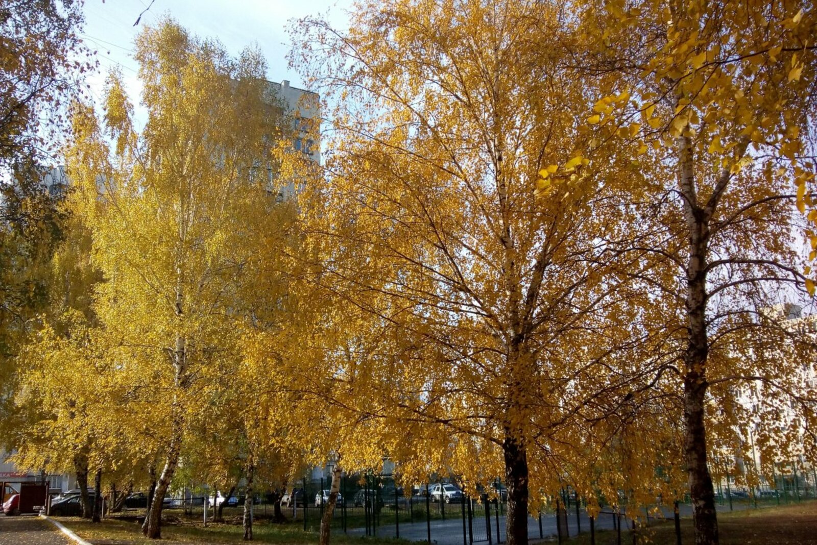 Лейла Аралбаева