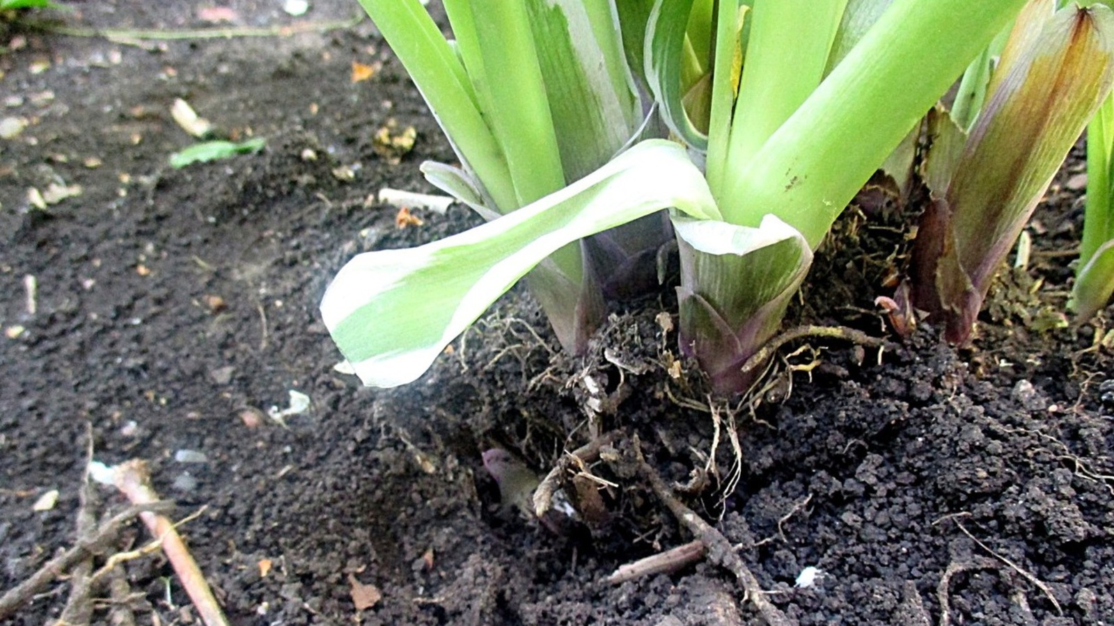 Надежда Рязанова