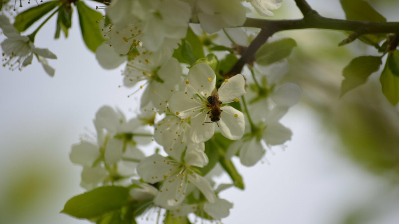 Ксения Калинина