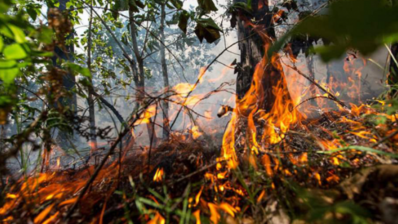 Минлесхоз РБ