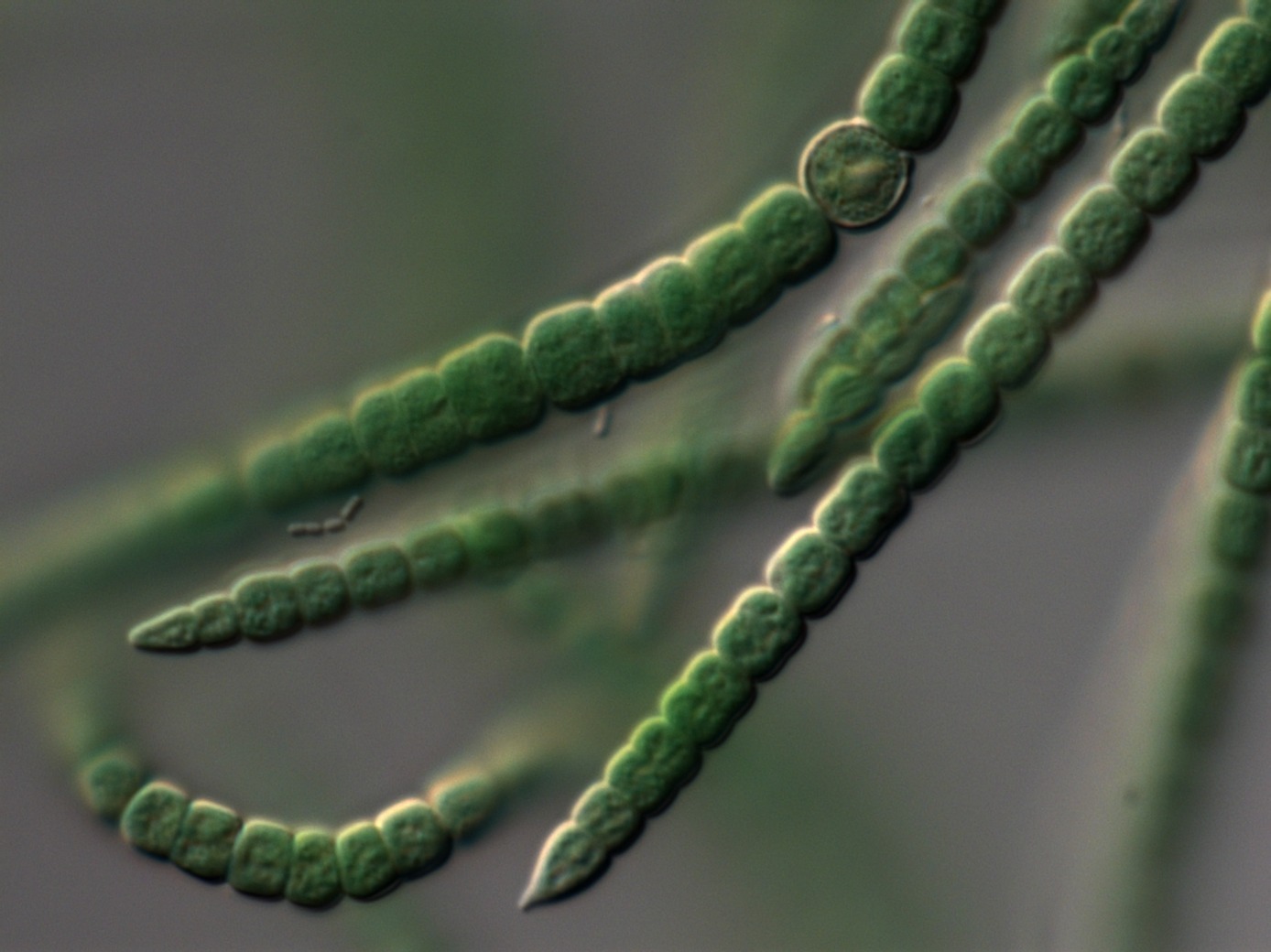 БГПУ им. М.Акмуллы Пресс-служба Выращенные в разработанной уфимскими биологами среде цианобактерии Анабена