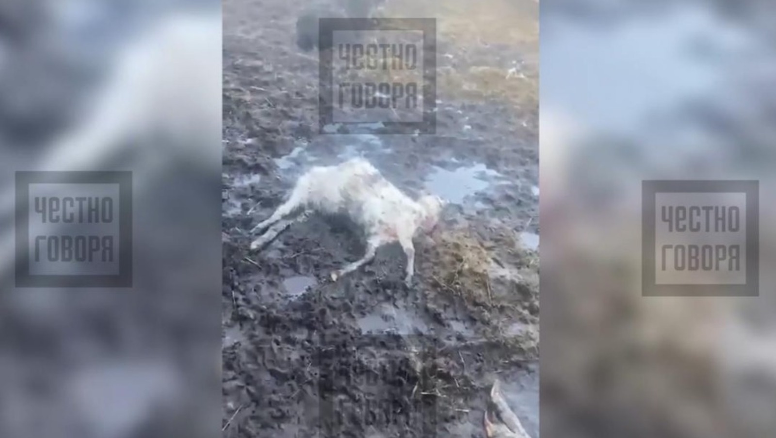 стоп-кадр видео «Честно говоря»