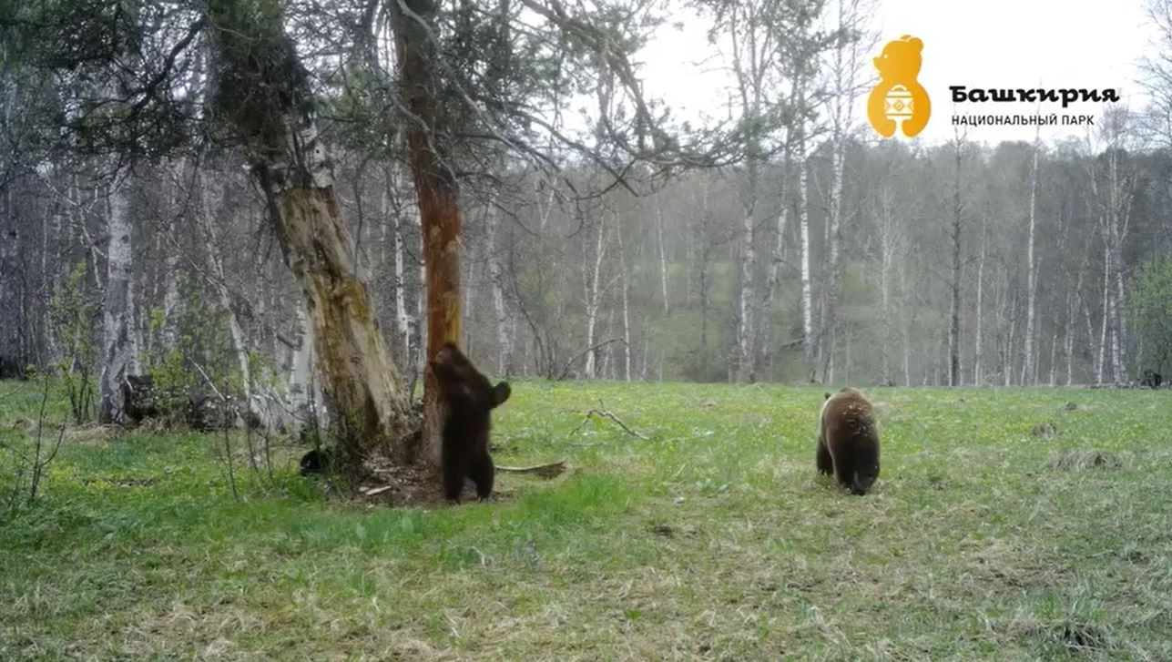 В Башкирии на видео попали медведица с медвежатами