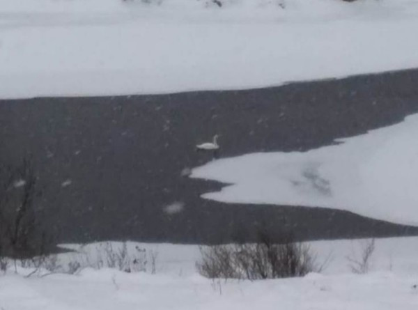 На северо- востоке лебедь остался зимовать на реке