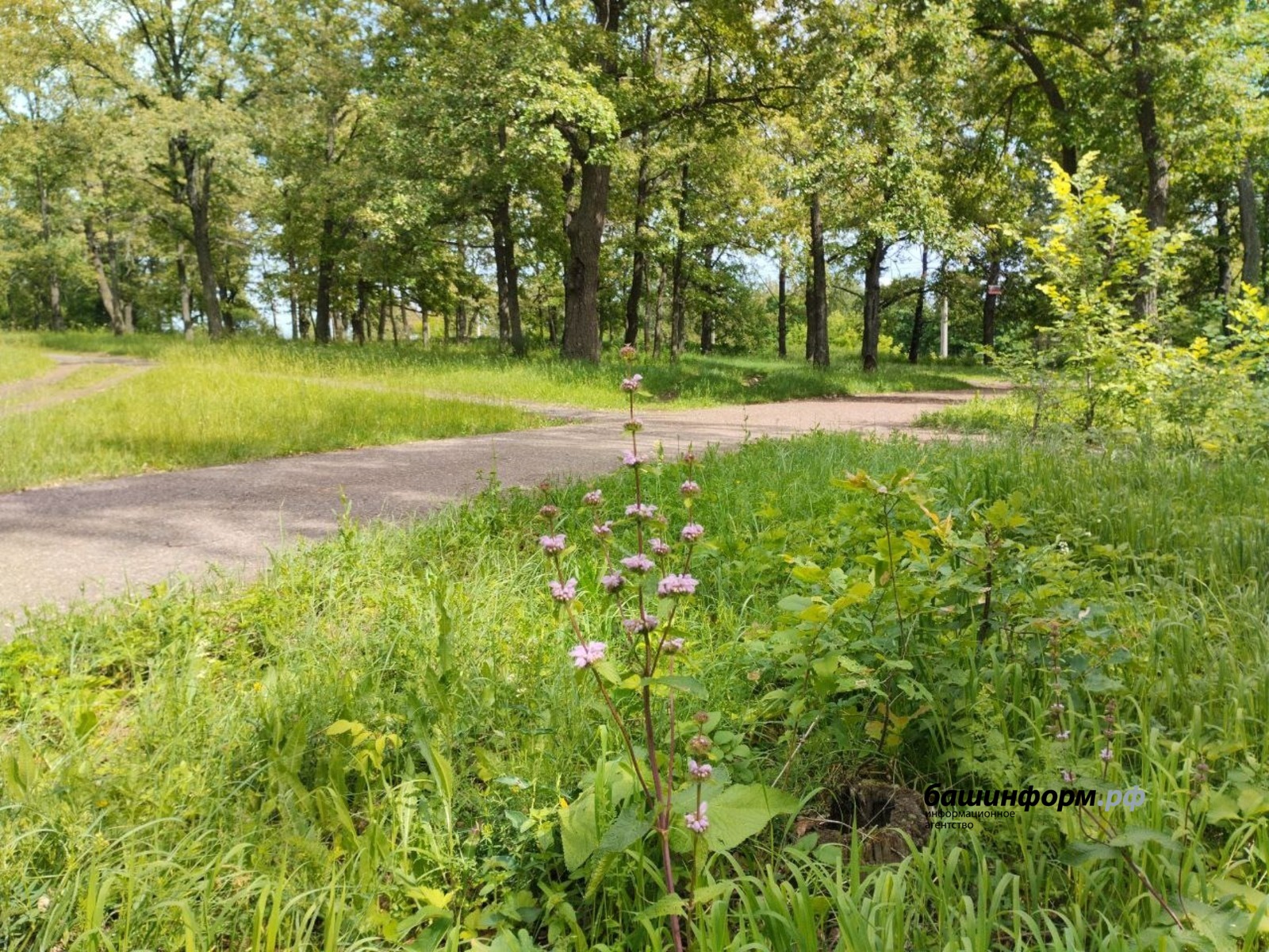 «Башинформ»  архив