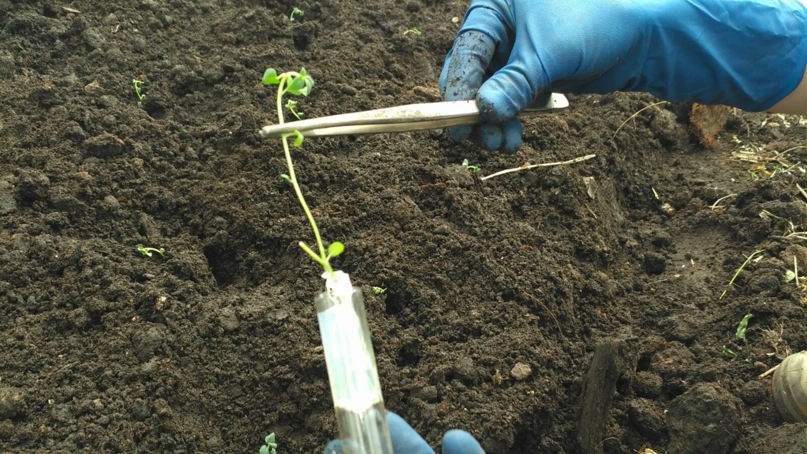 Россельхозцентр по РБ