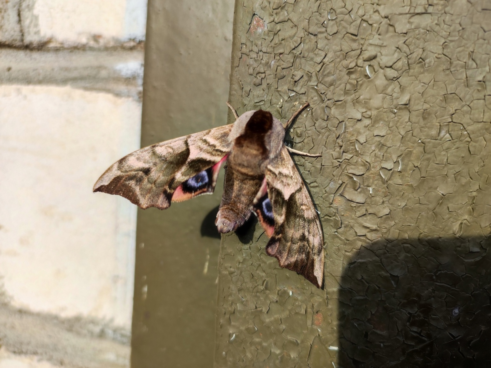 Житель башкирского Янаула сфотографировал необычную бабочку: фото