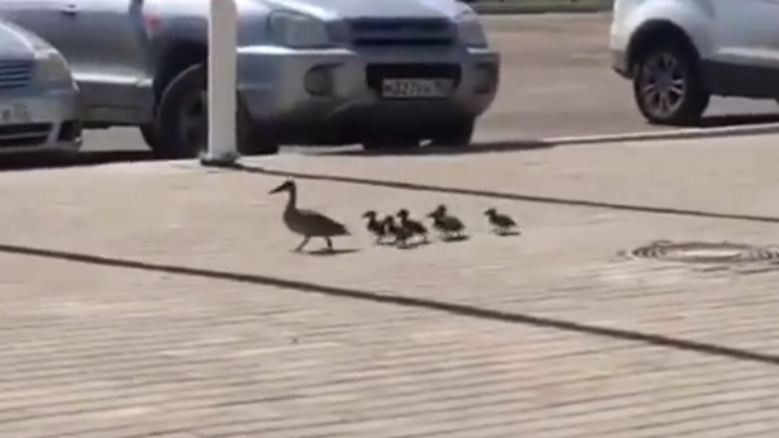 Стоп-кадр видео