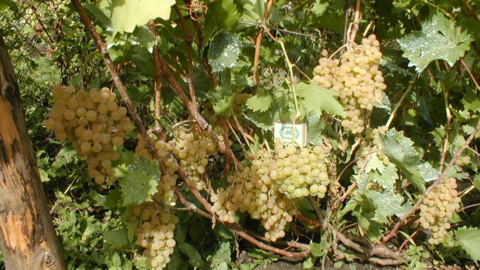 БашНИИ сельского хозяйства