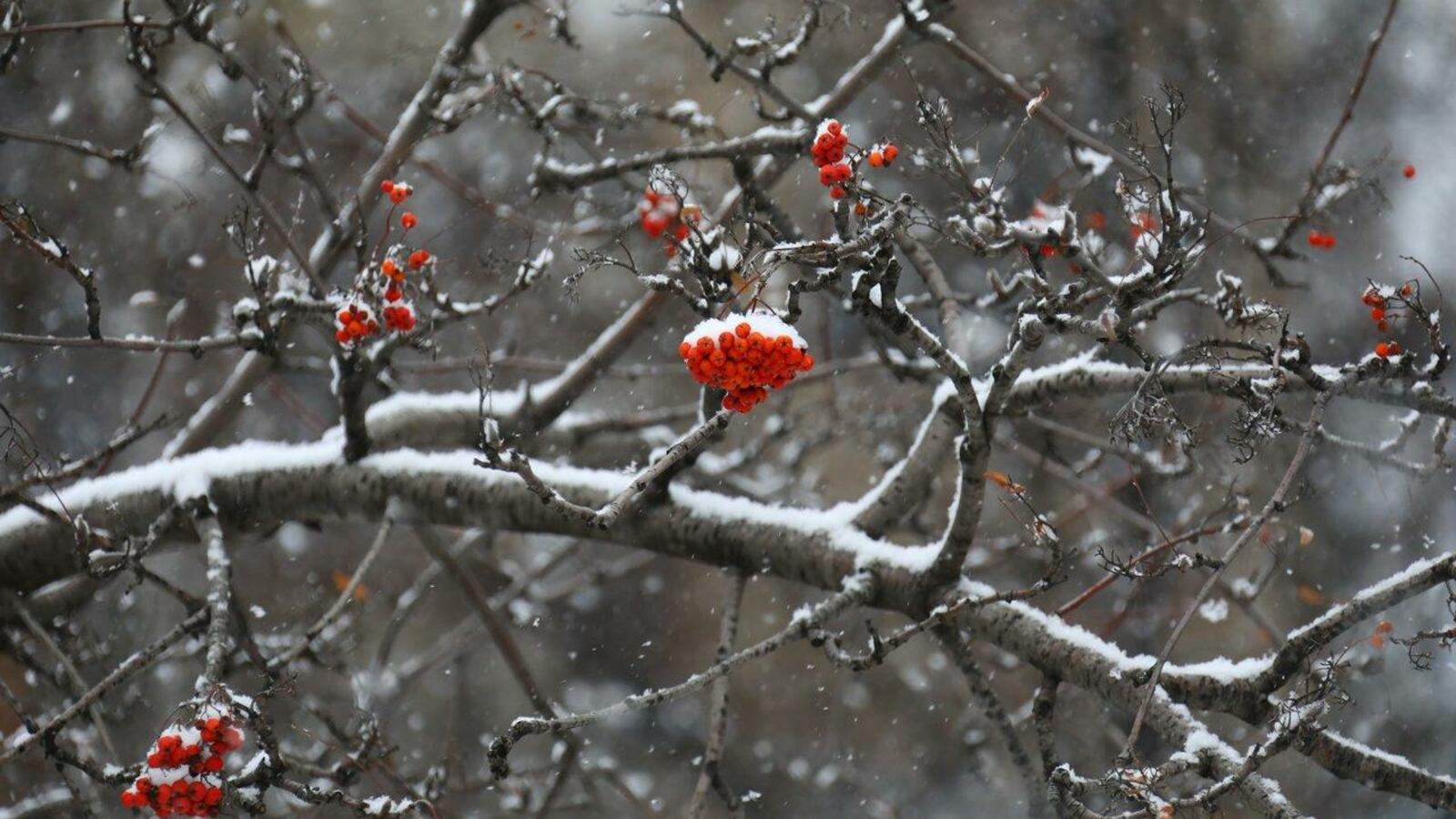 Валерий Шахов