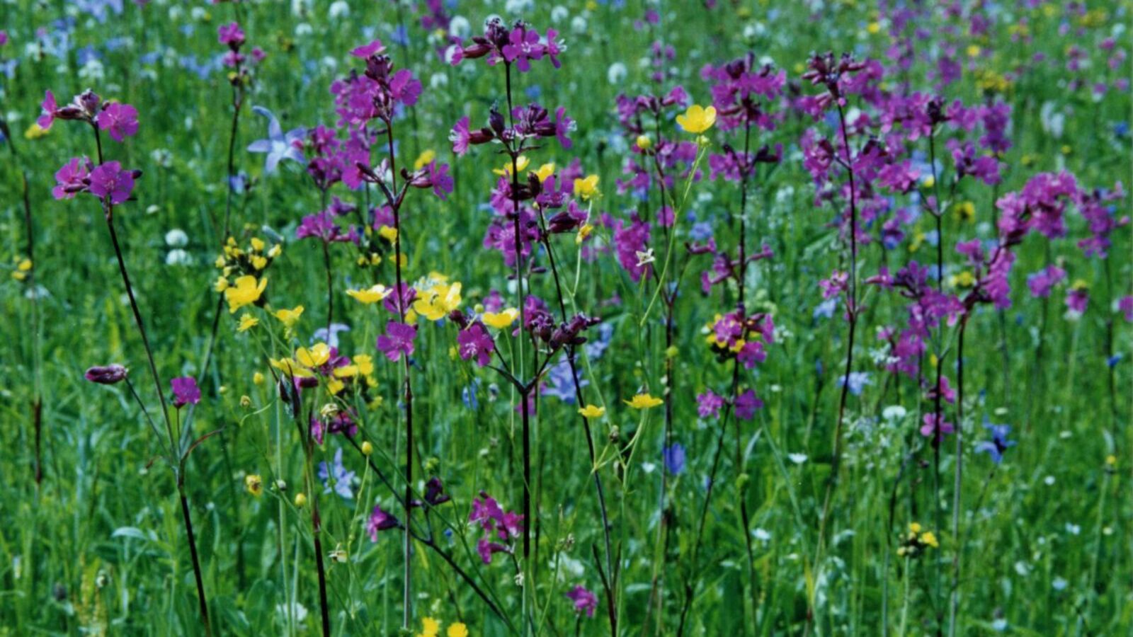 Андрей Старостин