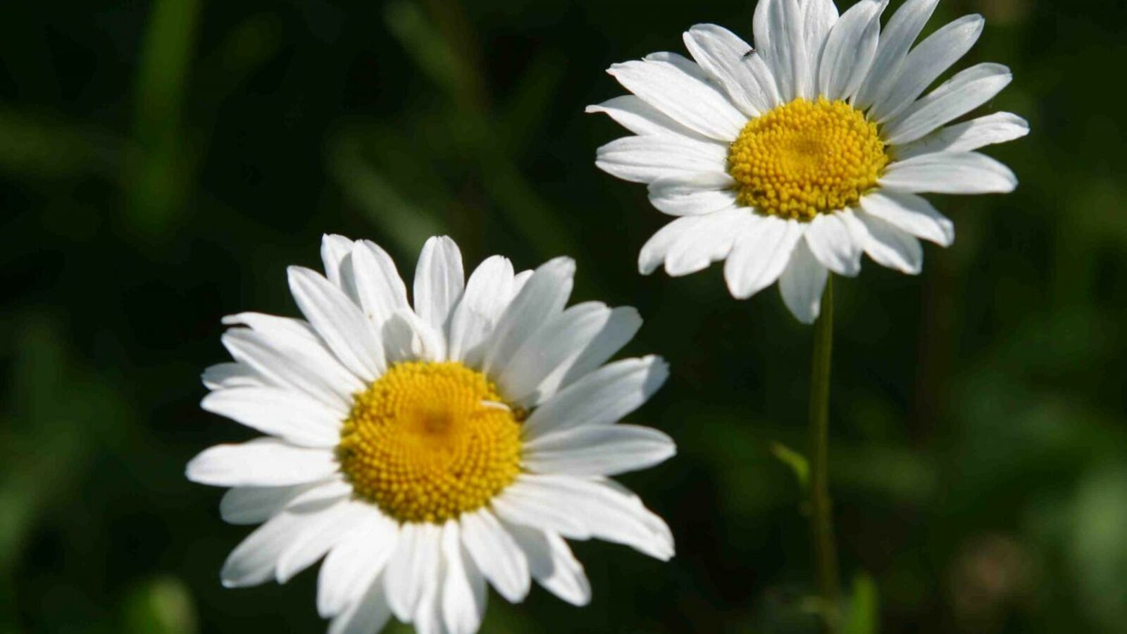 Андрей Старостин