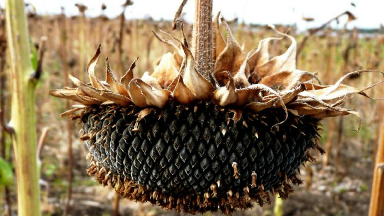 Легион-Медиа