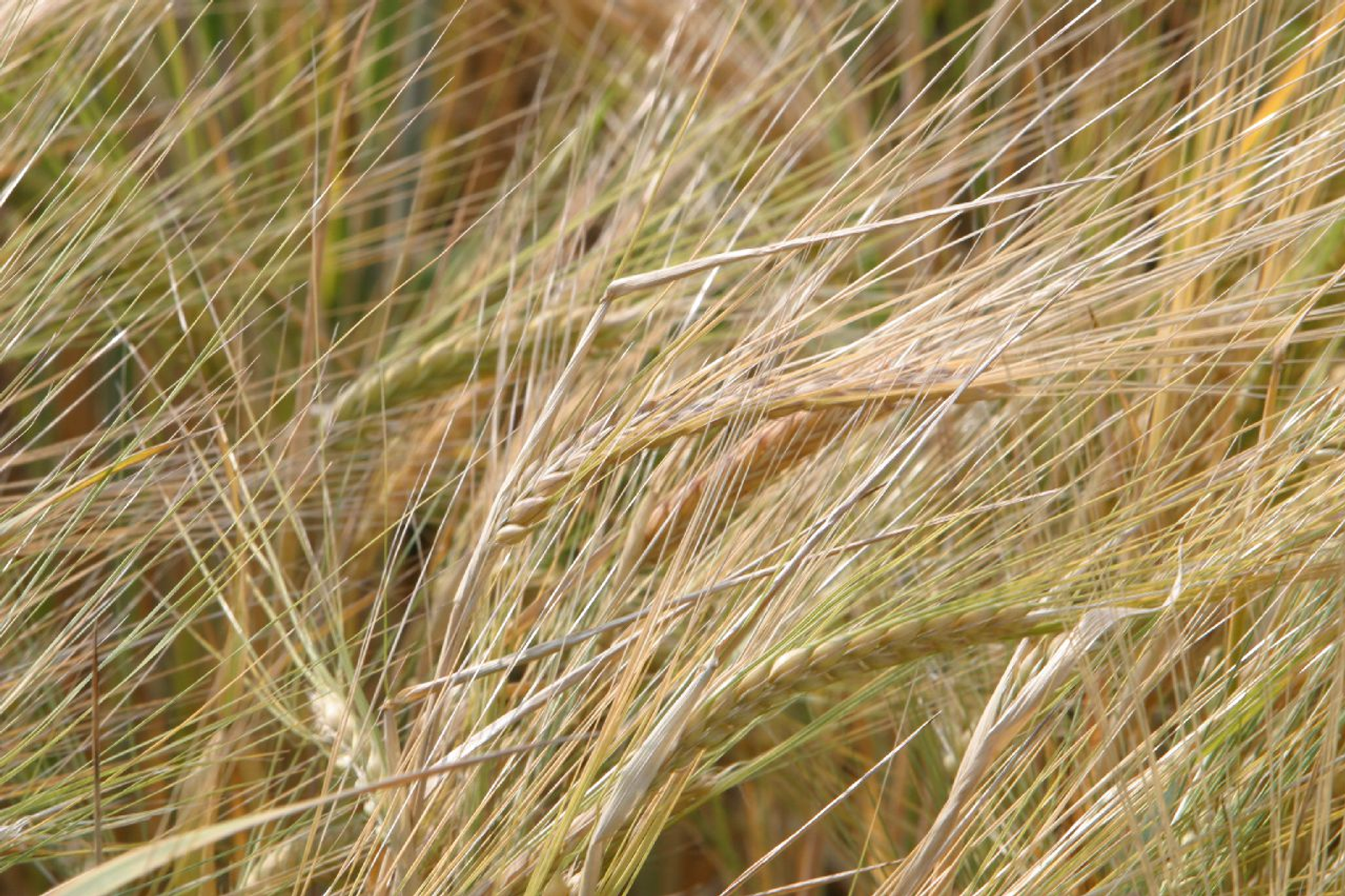 Андрей Старостин