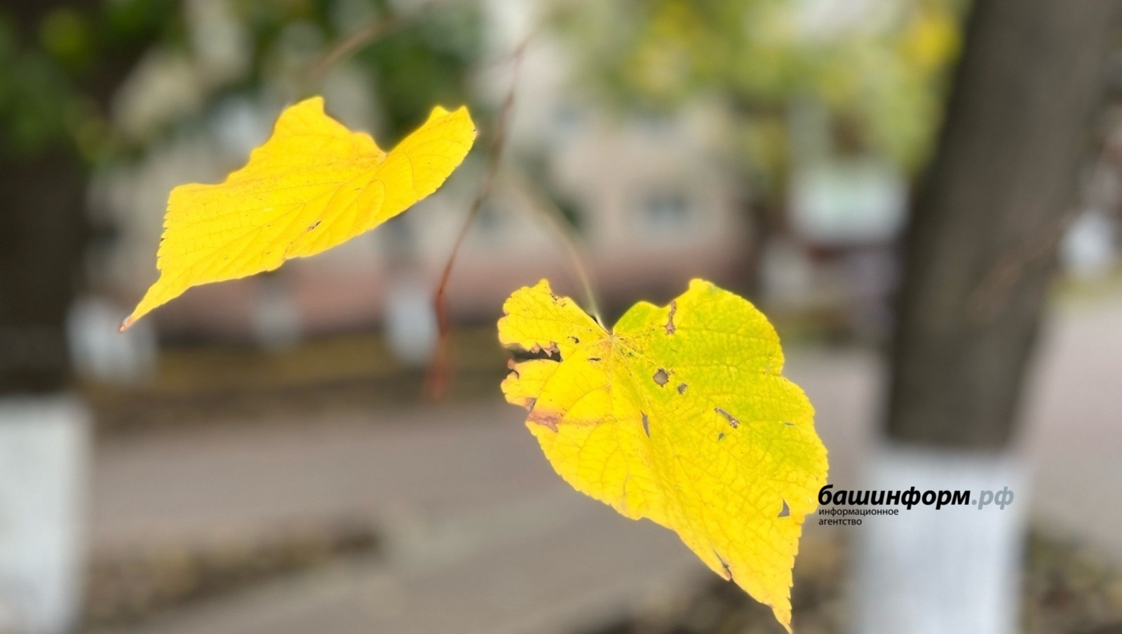 Ксения Калинина ИА «Башинформ»