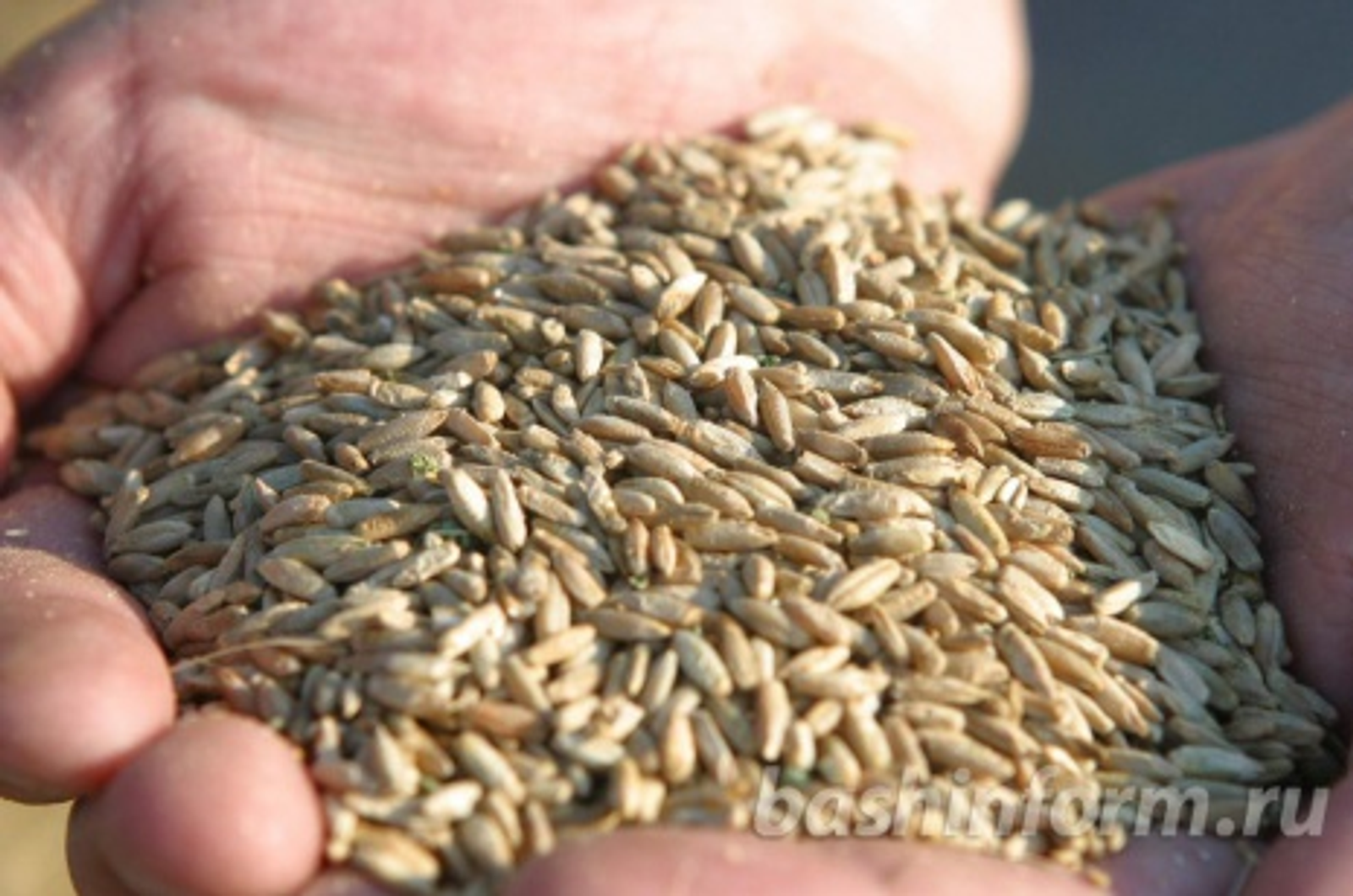 Андрей Старостин