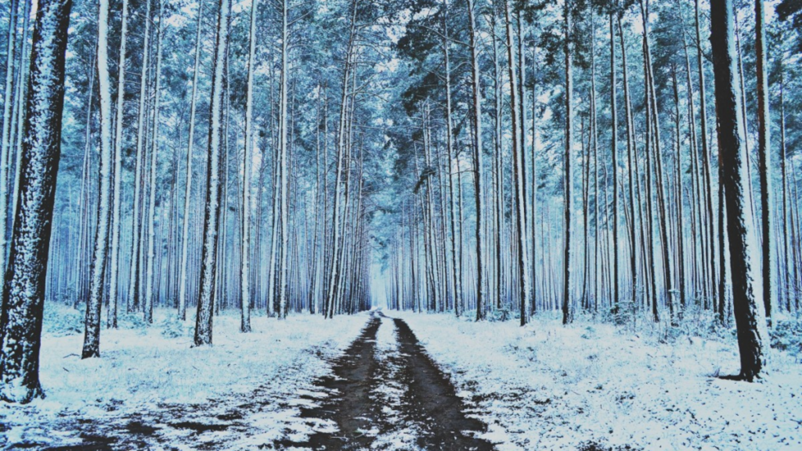 Минлесхоз РБ