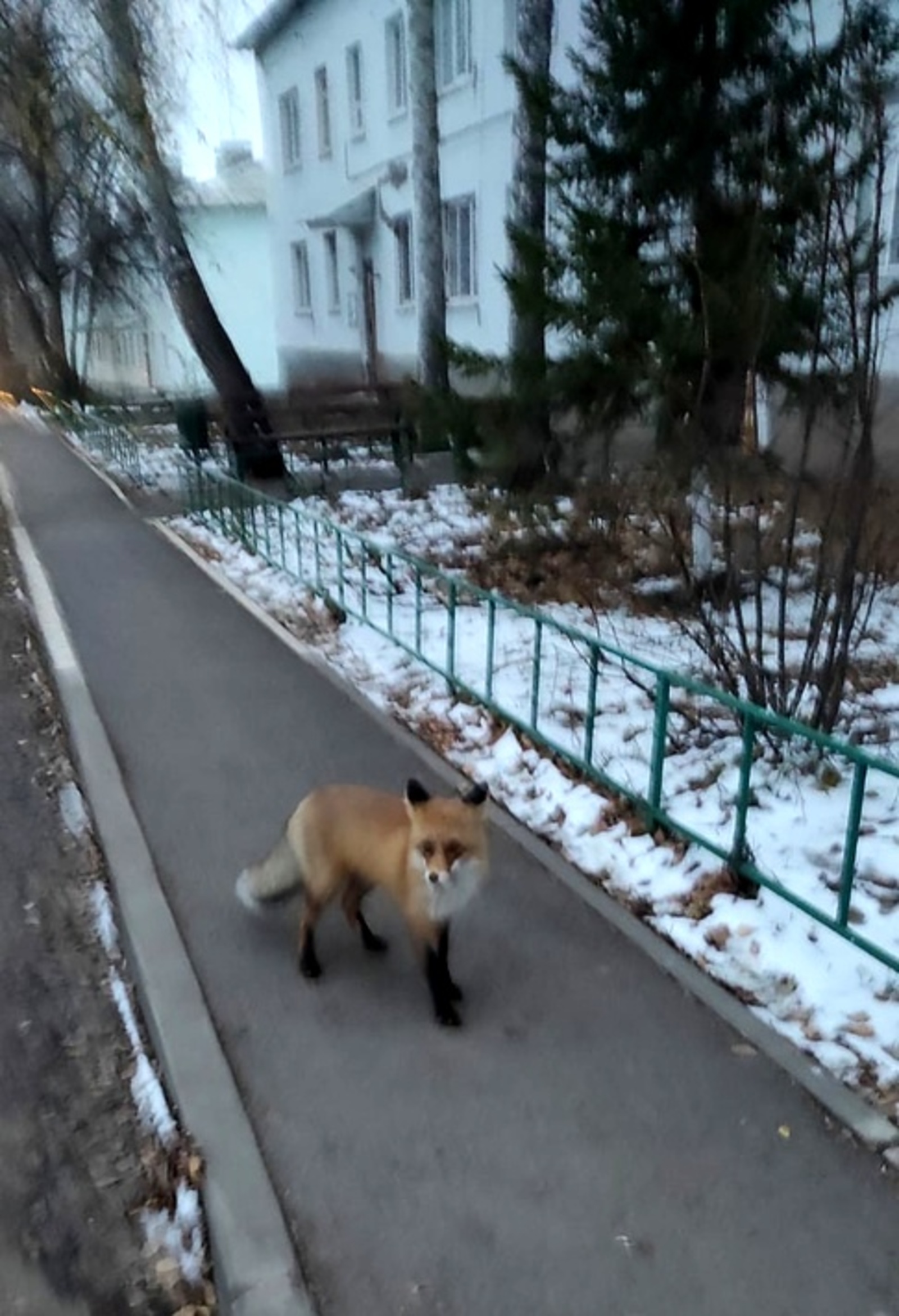 Давлеканово ТВ  В Давлеканово по улицам продолжает прогуливаться лиса