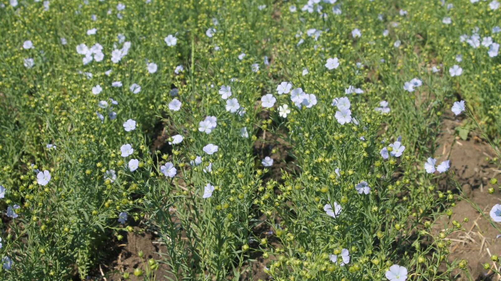 пресс-служба Минсельхоза Башкирии