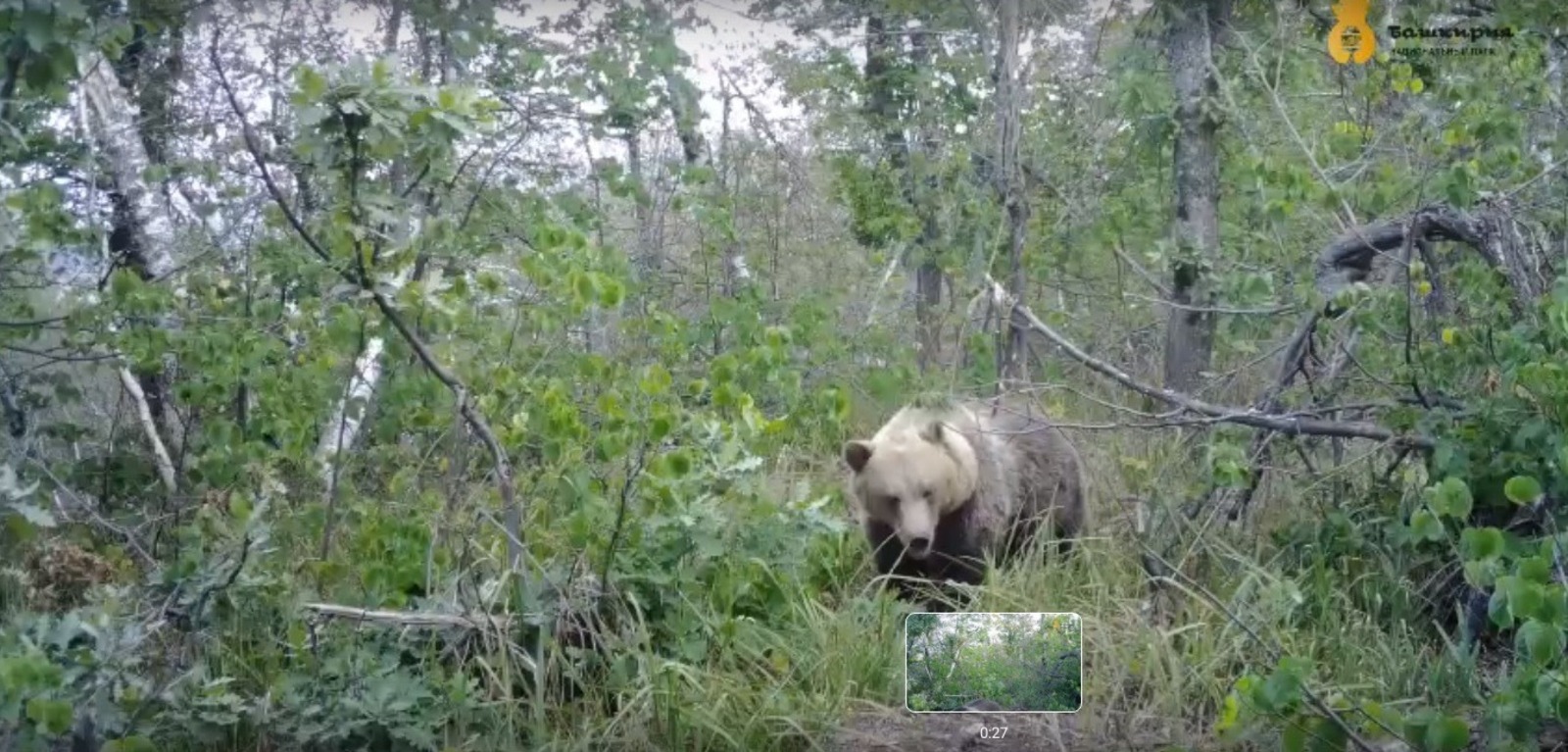 скриншот видео