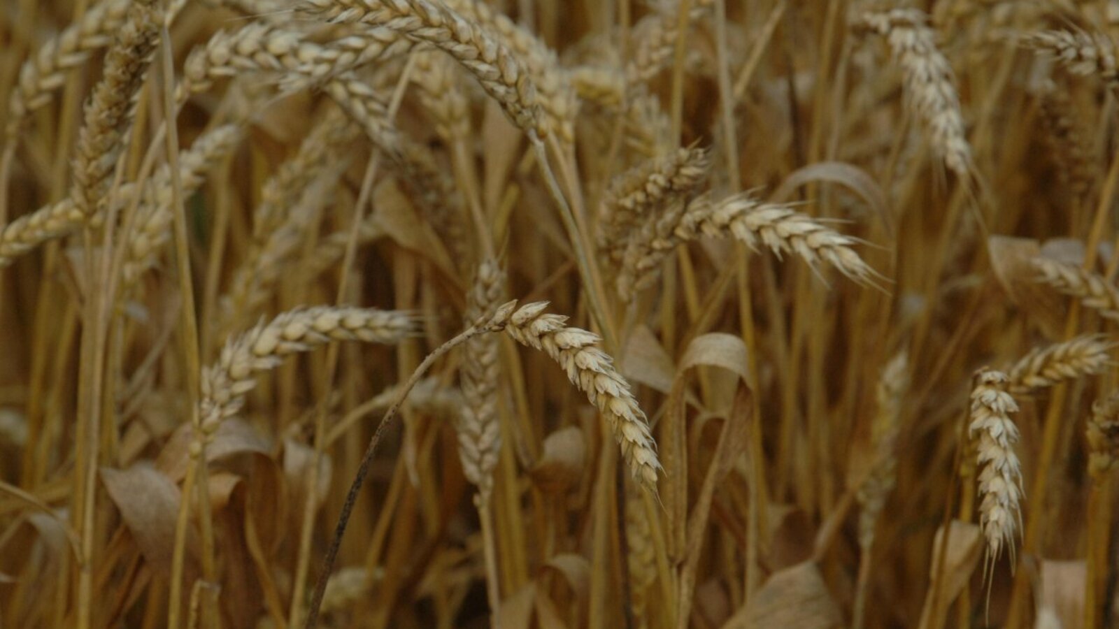 пресс-служба Главы Башкортостана