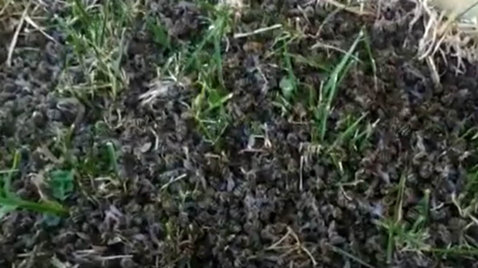 скриншот с видео