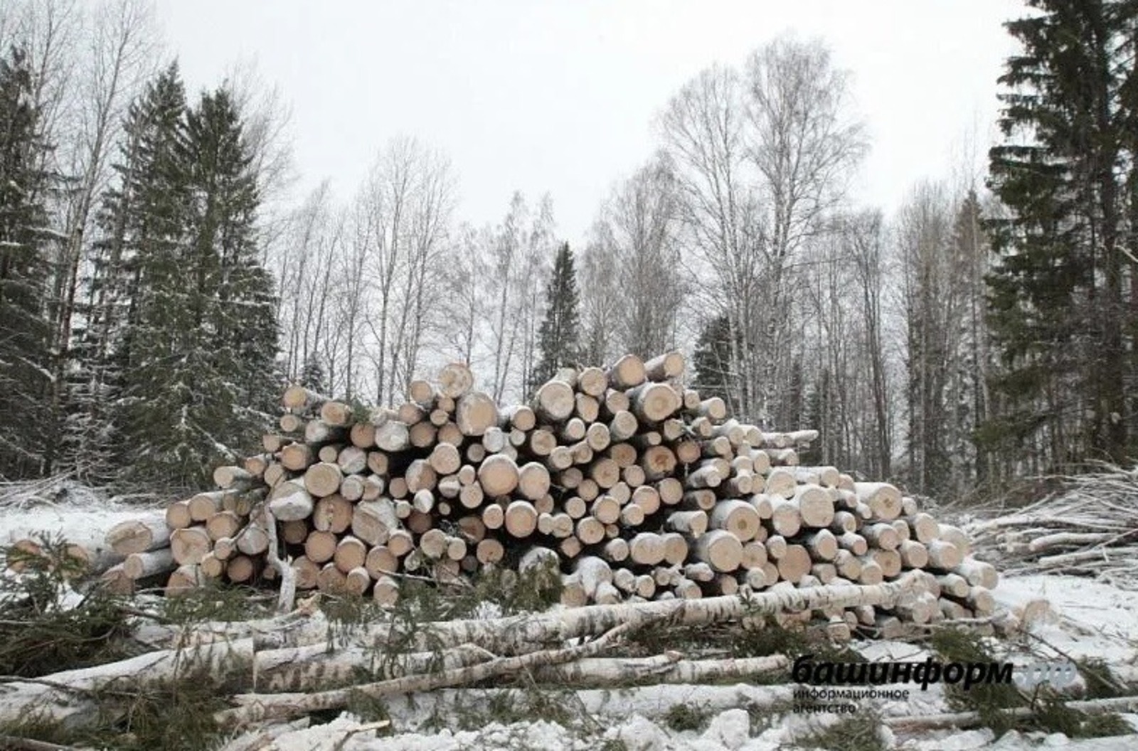Башкортостан будет поставлять собственную продукцию  лесопромышленного комплекса в Иран