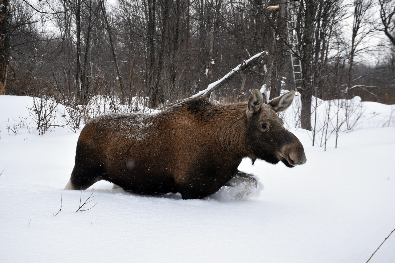 Мирон Доровских ИА «Башинформ»
