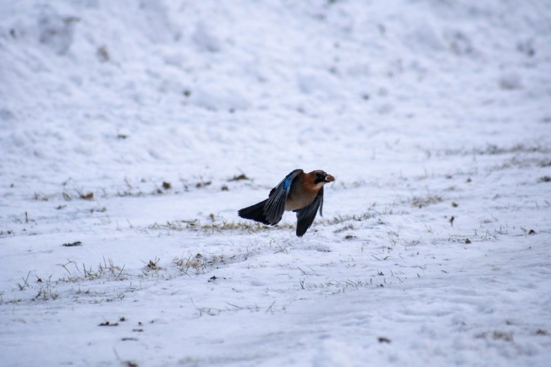 Нацпарк "Башкирия" ТГ-канал