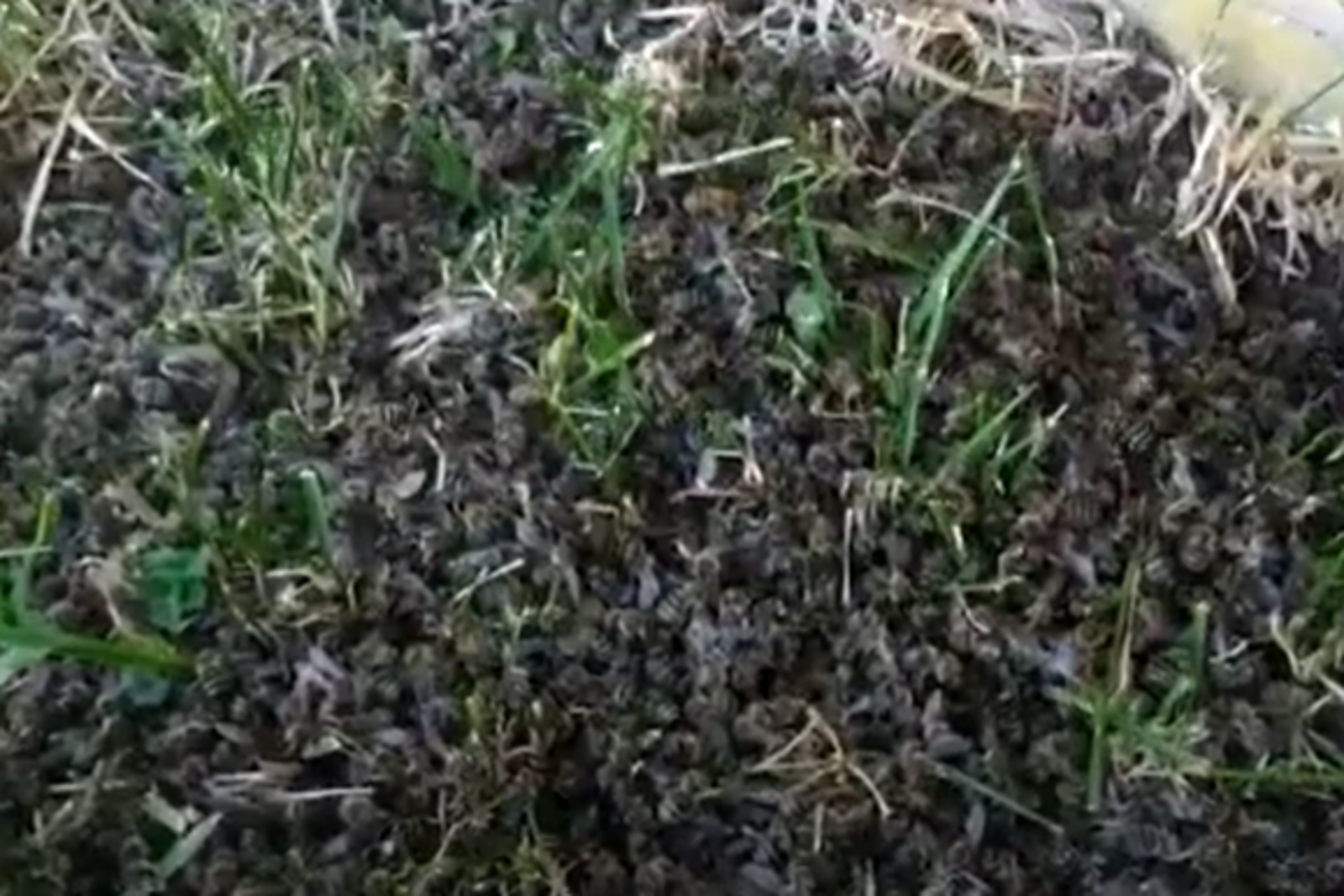 скриншот с видео